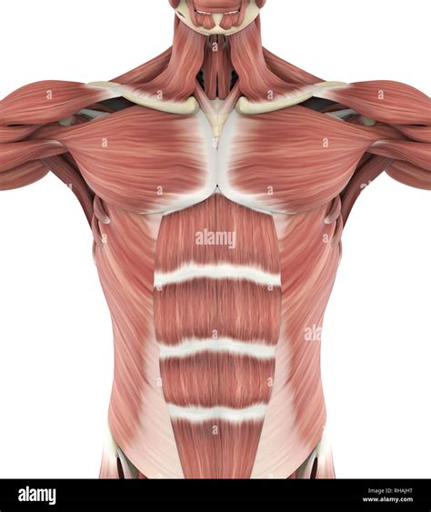 msuvle|muscle pictures anatomy.